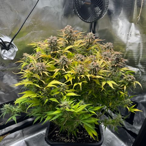 Apple Fritter Auto #3  -85g growlog photo: 21:38