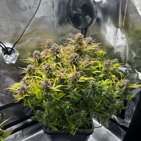 Apple Fritter Auto #3  -85g growlog photo: 21:38