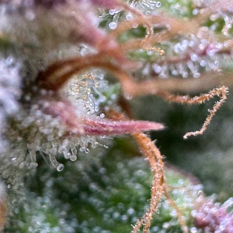 Apple Fritter Auto #3  -85g growlog photo: 21:38