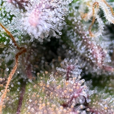 Apple Fritter Auto #3  -85g growlog photo: 21:38