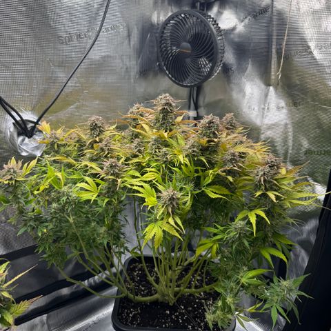 Apple Fritter Auto #3  -85g growlog photo: 21:38