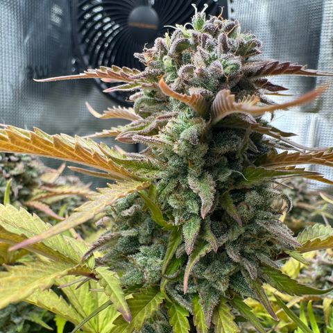 Apple Fritter Auto #3  -85g growlog photo: 21:38
