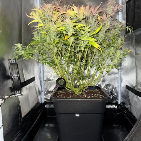 Apple Fritter Auto #3  -85g growlog photo: 17:20