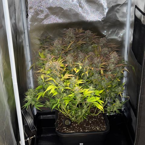 Apple Fritter Auto #3  -85g growlog photo: 17:20