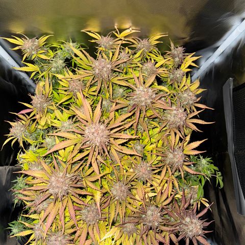 Apple Fritter Auto #3  -85g growlog photo: 17:20