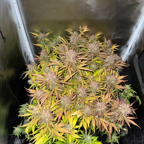 Apple Fritter Auto #3  -85g growlog photo: 17:20