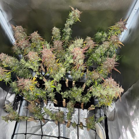 Apple Fritter Auto #3  -85g growlog photo: 21:51