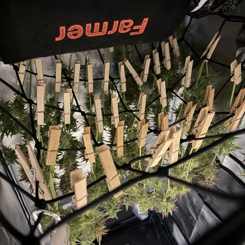Apple Fritter Auto #3  -85g growlog photo: 21:51