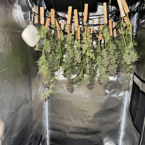 Apple Fritter Auto #3  -85g growlog photo: 21:51