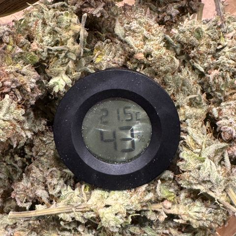 Apple Fritter Auto #3  -85g growlog timeline photo
