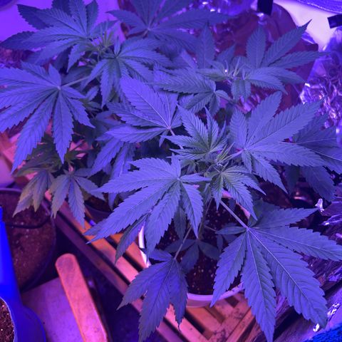 Royal Cheese Fast Bud growlog timeline photo