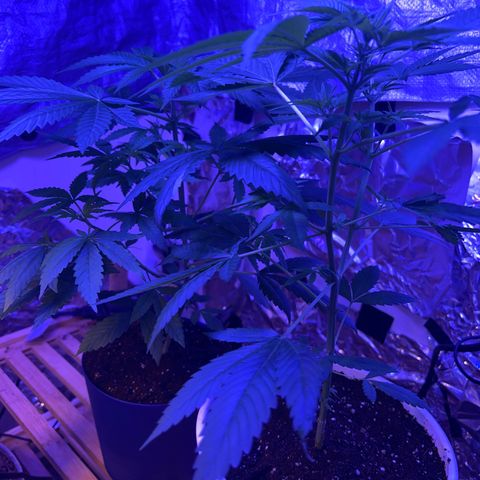 Royal Cheese Fast Bud growlog timeline photo