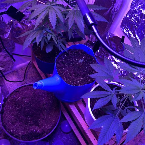 Royal Cheese Fast Bud growlog timeline photo