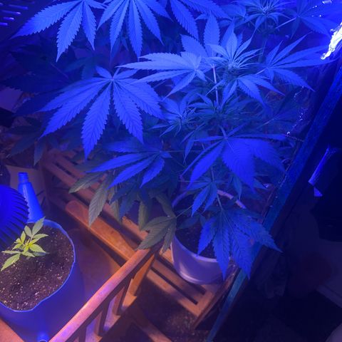 Royal Cheese Fast Bud growlog timeline photo