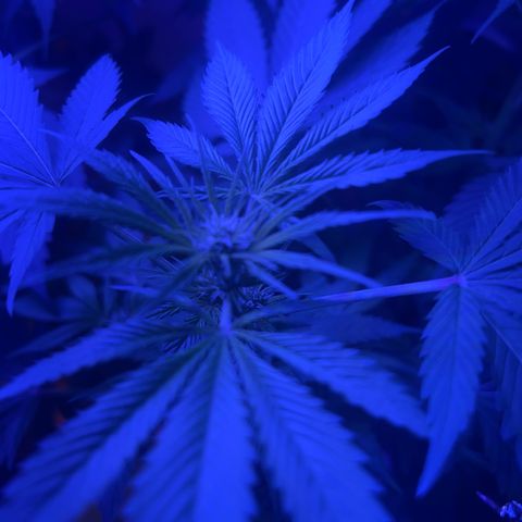 Royal Cheese Fast Bud growlog timeline photo