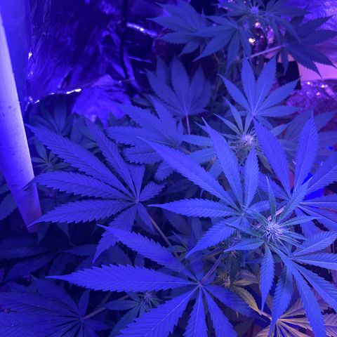Royal Cheese Fast Bud growlog timeline photo