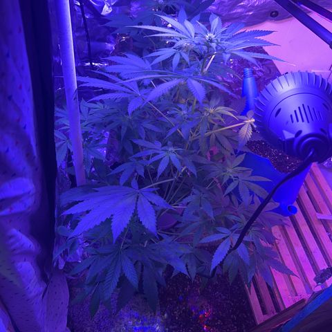 Royal Cheese Fast Bud growlog timeline photo
