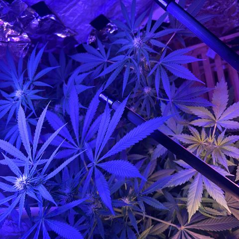 Royal Cheese Fast Bud growlog photo: Fast flower my ass at 3 months. Lol. Shes a 16-20 weeker. Fast Flower w/ autoflower genes. Buds are small but pistils are big