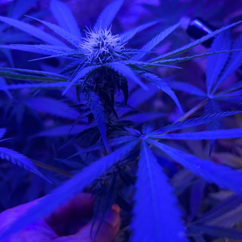 Royal Cheese Fast Bud growlog photo: Fast flower my ass at 3 months. Lol. Shes a 16-20 weeker. Fast Flower w/ autoflower genes. Buds are small but pistils are big