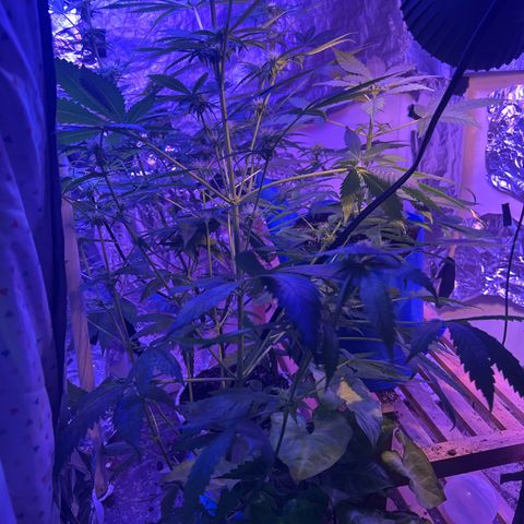 Royal Cheese Fast Bud growlog photo: Fast flower my ass at 3 months. Lol. Shes a 16-20 weeker. Fast Flower w/ autoflower genes. Buds are small but pistils are big