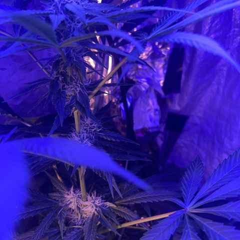 Royal Cheese Fast Bud growlog timeline photo