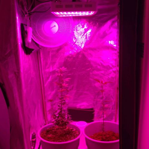 Amnesia Fast growlog timeline photo