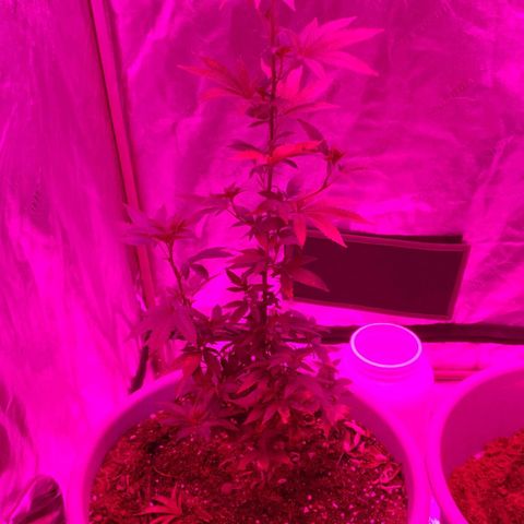 Amnesia Fast growlog timeline photo