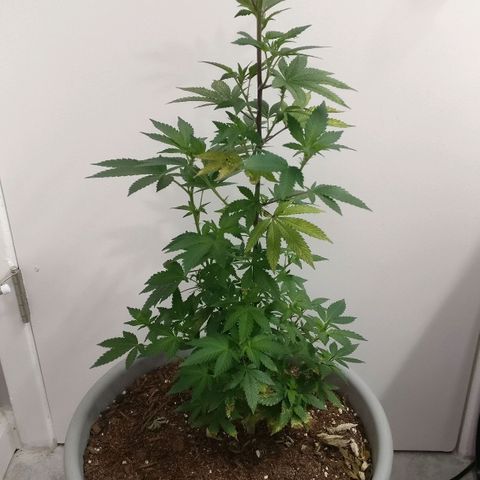 Amnesia Fast growlog timeline photo