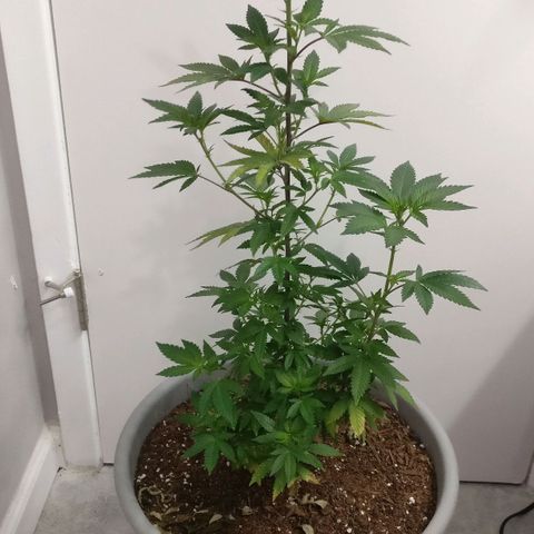 Amnesia Fast growlog timeline photo