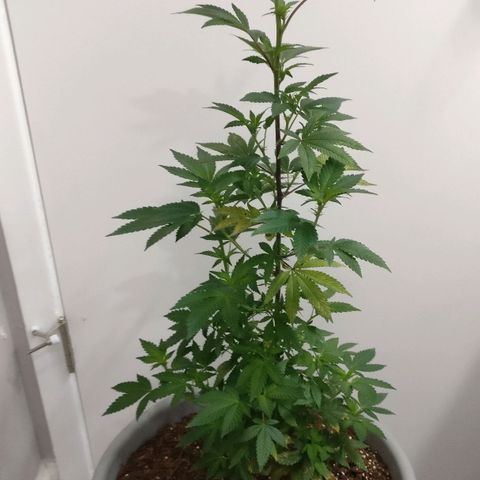 Amnesia Fast growlog timeline photo