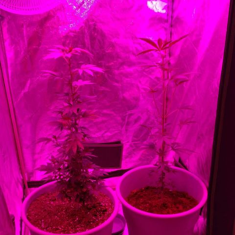 Amnesia Fast growlog timeline photo