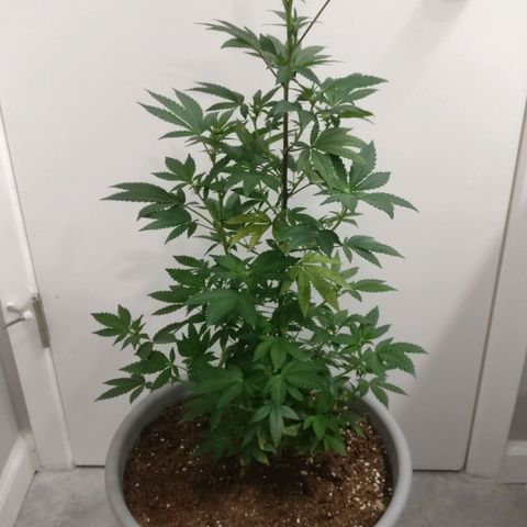 Amnesia Fast growlog timeline photo