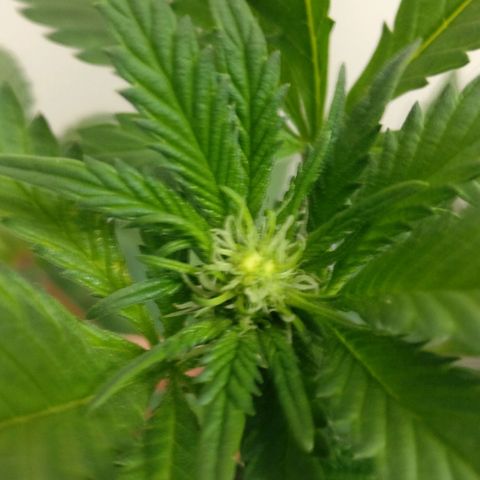 Amnesia Fast growlog timeline photo