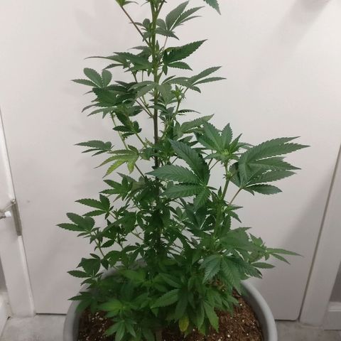 Amnesia Fast growlog timeline photo