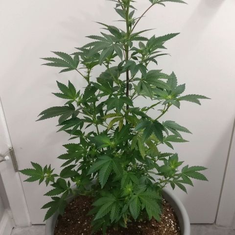 Amnesia Fast growlog timeline photo