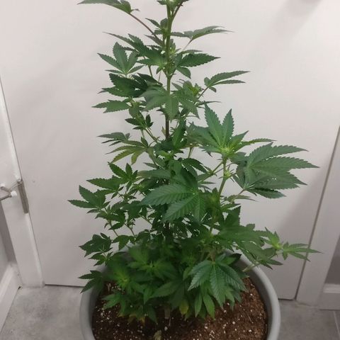 Amnesia Fast growlog timeline photo