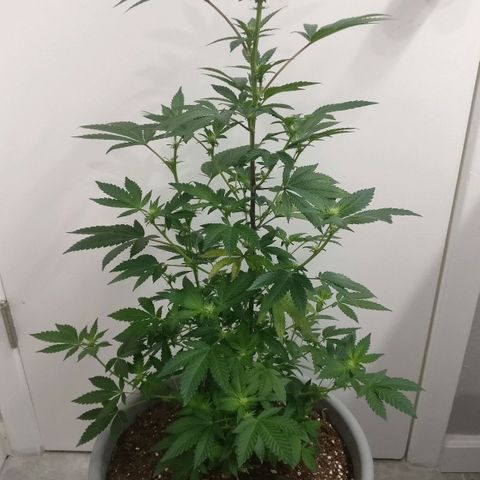 Amnesia Fast growlog timeline photo
