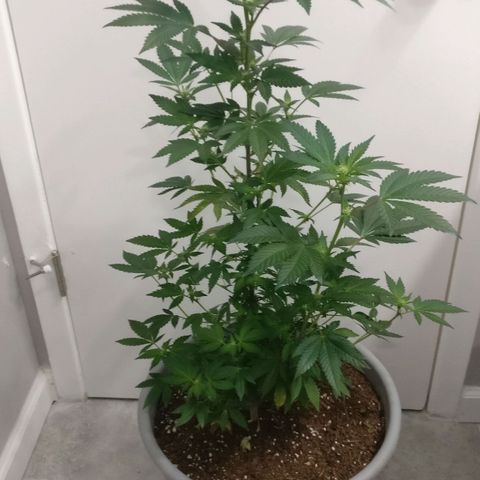 Amnesia Fast growlog timeline photo