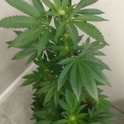 Amnesia Fast growlog timeline photo