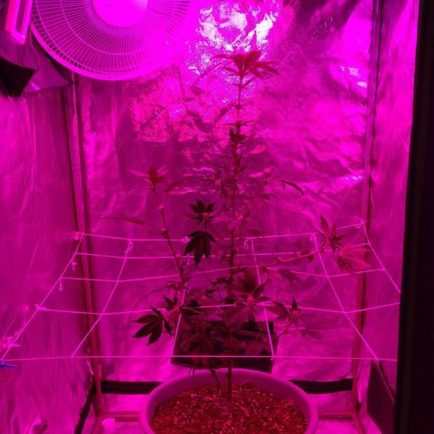 Amnesia Fast growlog timeline photo