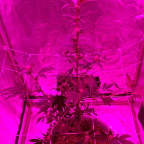 Amnesia Fast growlog timeline photo
