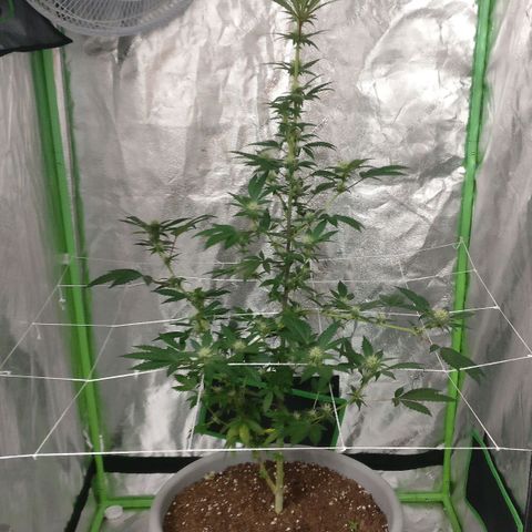 Amnesia Fast growlog timeline photo