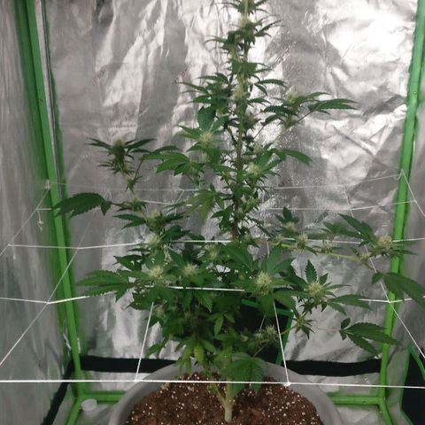 Amnesia Fast growlog timeline photo