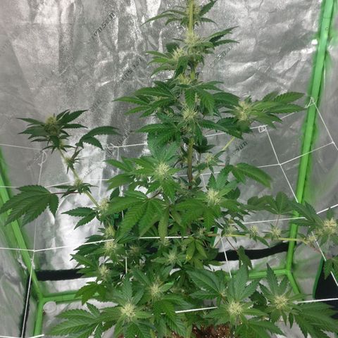 Amnesia Fast growlog timeline photo