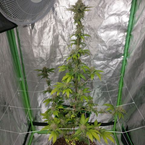 Amnesia Fast growlog timeline photo