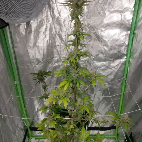 Amnesia Fast growlog timeline photo
