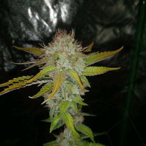 Amnesia Fast growlog timeline photo