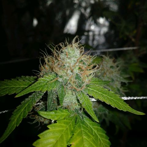 Amnesia Fast growlog timeline photo