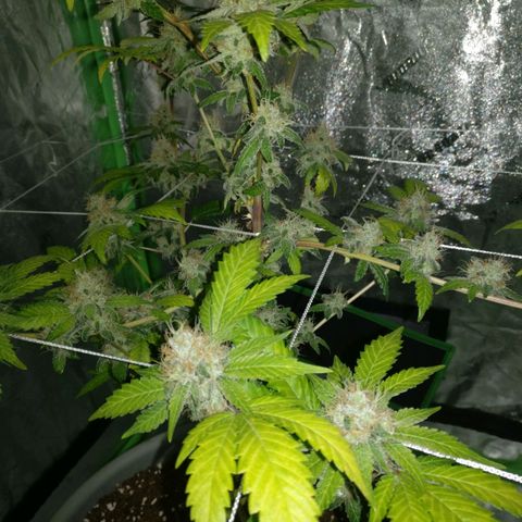 Amnesia Fast growlog timeline photo