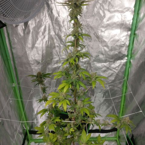 Amnesia Fast growlog timeline photo